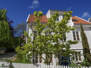 White wooden houses with red tiled roof, green tree and white fence, blue sky, sunny day, white