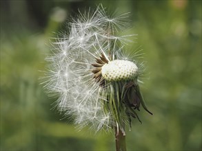 Common dandelion (Taraxacum officinale), near St. Jakob im Walde, close-up with focus stacking,