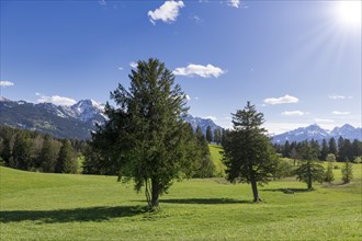 Landscape near Buching, Allgaeu Alps, sun, snow, forest, fir trees, Ostallgaeu, near Fuessen,