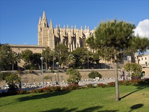 Gothic cathedral with surrounding palm trees and green space under a clear blue sky, beautiful