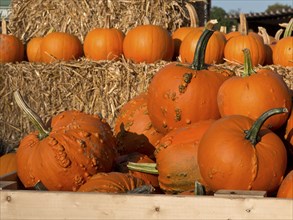 Pumpkins, some with warts, in a wooden box next to straw bales in autumn scene, many orange