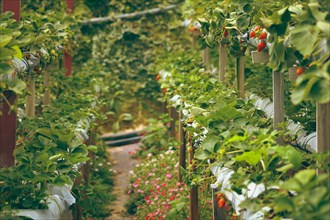Lush green rows of strawberry plants cultivated in two-level elevated platform containers showing