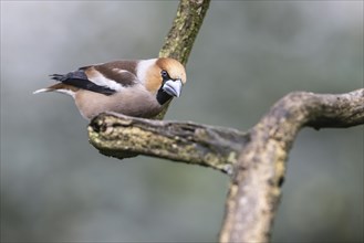 Hawfinch (Coccothraustes coccothraustes), Emsland, Lower Saxony, Germany, Europe