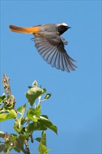 A redstart (Phoenicurus phoenicurus), male, showing the elegance of its flight with spread wings in