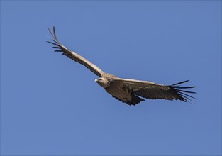 Griffon vulture (Gyps fulvus), Monfraguee National Park, Extremadura, Castilla La Mancha, Spain,