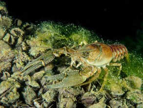 A crayfish with a striped tail, Crayfish (Faxonius limosus), actively moving on a brightly lit