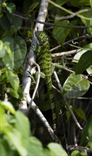 Green iguana (Iguana iguana) sitting on a tree trunk, juvenile, Tortuguero National Park, Costa
