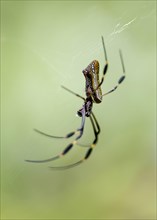 Golden silk spider (Nephila clavipes) sitting in its web, Tortuguero National Park, Costa Rica,