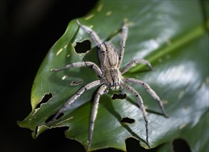 Getazi comb spider or Getazi banana spider (Cupiennius tazi) sitting on a banana leaf at night,