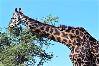 Masai giraffe (Giraffa tippelskirchi) with birds Oxpeckers (Buphagus erythrorhynchus), Serengeti