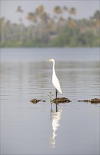 Great White Egret (Ardea alba, syn.: Casmerodius albus, Egretta alba) reflected in Cherai Lagoon,