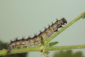 Small tortoiseshell (Nymphalis urticae, Aglais urticae), caterpillar, North Rhine-Westphalia,