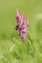 Corydalis solida (Corydalis solida), North Rhine-Westphalia, Germany, Europe