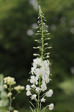 White willowherb or white-flowered willowherb (Epilobium angustifolium var. album), North