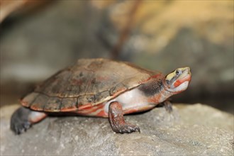 Red-bellied short-necked turtle (Emydura subglobosa), captive, occurring in Australia