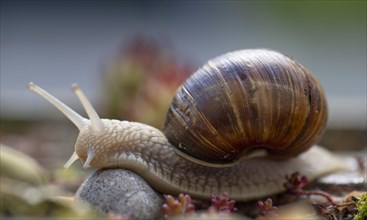 Three burgundy snails (Helix pomatia) crawling, rock garden, Stuttgart, Baden-Wuerttemberg,