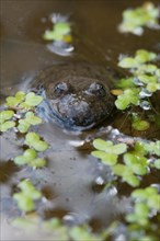 Yellow-bellied toad (Bombina variegata), among vegetation in the water, Stolberg, Germany, Europe