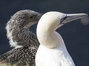 Two seabirds with different plumage, a close-up in front of a dark background, gannet, morus