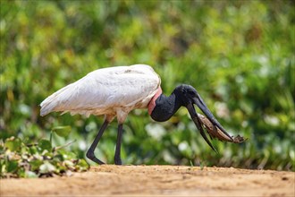 Jabiru (Jabiru mycteria) Pantanal Brazil