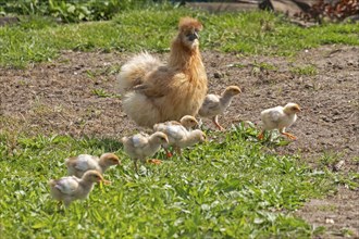 Silk hen with Wyandotte chick, hen, Wittorf, Samtgemeinde Bardowick, Lower Saxony, Germany, Europe