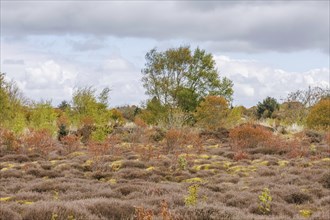 Open heath landscape in autumn with clouds in the sky and colourful bushes, grasses and shrubs with