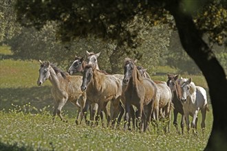Andalusian foal, Antequerra, Andalusia, Spain, herd, foal, Europe