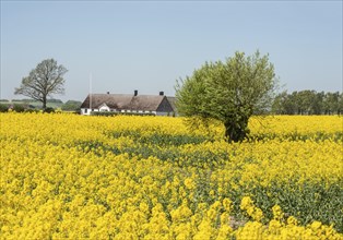 Willow tree in a field with flowering rapeseed (Brassica napus) at a farm in Ingelstorp, Ystad