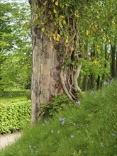 A large tree with an interesting bark stands amidst plants, small footpath among green trees,
