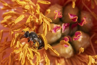 Common narrow-winged bee (Lasioglossum calceatum) in peony blossom, Emsland, Lower Saxony, Germany,