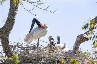 Jabiru (Jabiru mycteria) Pantanal Brazil