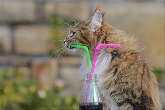 Norwegian Forest Cat