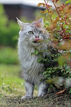 Maine Coon cat, American Forest Cat