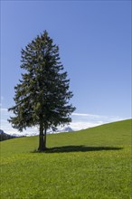 Fir tree in a meadow near Fuessen, Allgaeu, Ostallgaeu, Bavaria, Germany, Europe