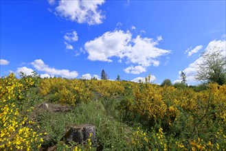 An area of forest destroyed by the bark beetle (Ips typographus) is overgrown by broom (Genista),