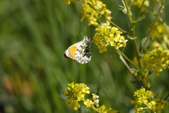 Orange tip (Anthocharis cardamines), May, Saxony, Germany, Europe