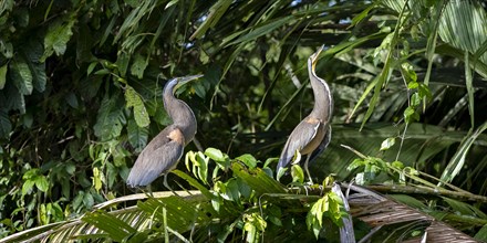 Two naked-throated herons (Tigrisoma mexicanum) sitting on a branch, making a long neck, behaviour,