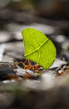 Leaf-cutter ant (Atta cephalotes) carrying a piece of leaf, rainforest, Tortuguero National Park,