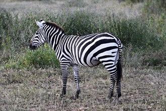 Zebra (Equus quagga), Serengeti National Park, Tanzania, Africa