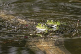 Green frogs (Rana esculenta), Emsland, Lower Saxony, Germany, Europe