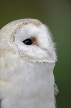 Barn owl (Tyto alba), portrait, captive, North Rhine-Westphalia, Germany, Europe