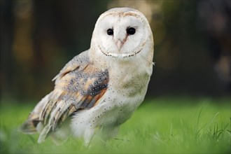 Barn owl (Tyto alba), captive, North Rhine-Westphalia, Germany, Europe