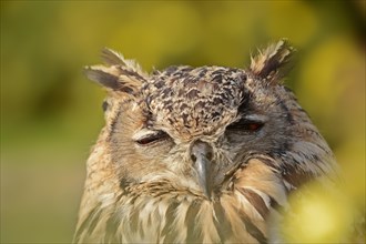 Bengal Eagle Owl (Bubo bengalensis, Bubo bubo bengalensis), captive, occurrence in Asia