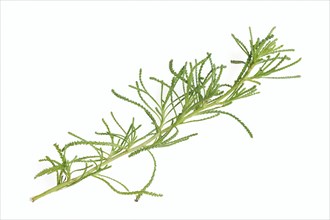 Green-leaved saint's herb or olive herb (Santolina rosmarinifolia, Santolina viridis), medicinal