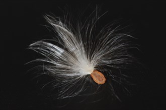 Common milkweed (Asclepias syriaca), flying seeds, ornamental plant, native to North America