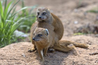 Mating dwarf mongoose (Helogale), Nuremberg Zoo, Middle Franconia, Bavaria, Germany, Europe