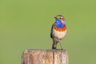 White-starred bluethroat (Luscinia svecica cyanecula), male, sitting on wooden fence post,