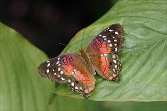 Red Brown Peacock (Brown Peacock) captive, occurring in Central and South America