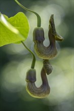 Dutchman's pipe (Aristolochia macrophylla), flowers, Emsland, Lower Saxony, Germany, Europe