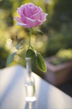 Pink-coloured rose (Rosa), Stuttgart Baden-Wuerttemberg, Germany, Europe
