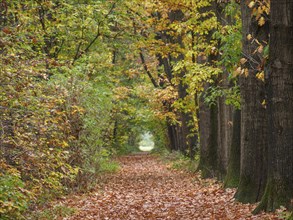 A forest path is covered with autumn leaves, the trees wear yellow-orange leaves and form a natural